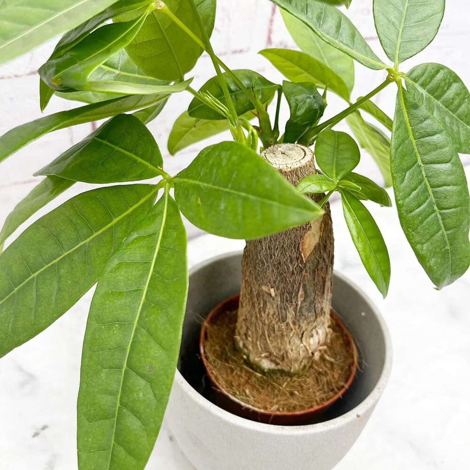 15 - 20cm Pachira Aquatica (Thick Trunk) 9cm Pot House Plant