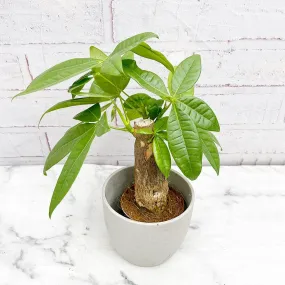 15 - 20cm Pachira Aquatica (Thick Trunk) 9cm Pot House Plant