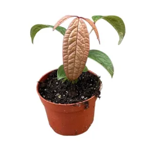 15 cm  Anthurium Arisaemoides House Plant 14 cm Pot