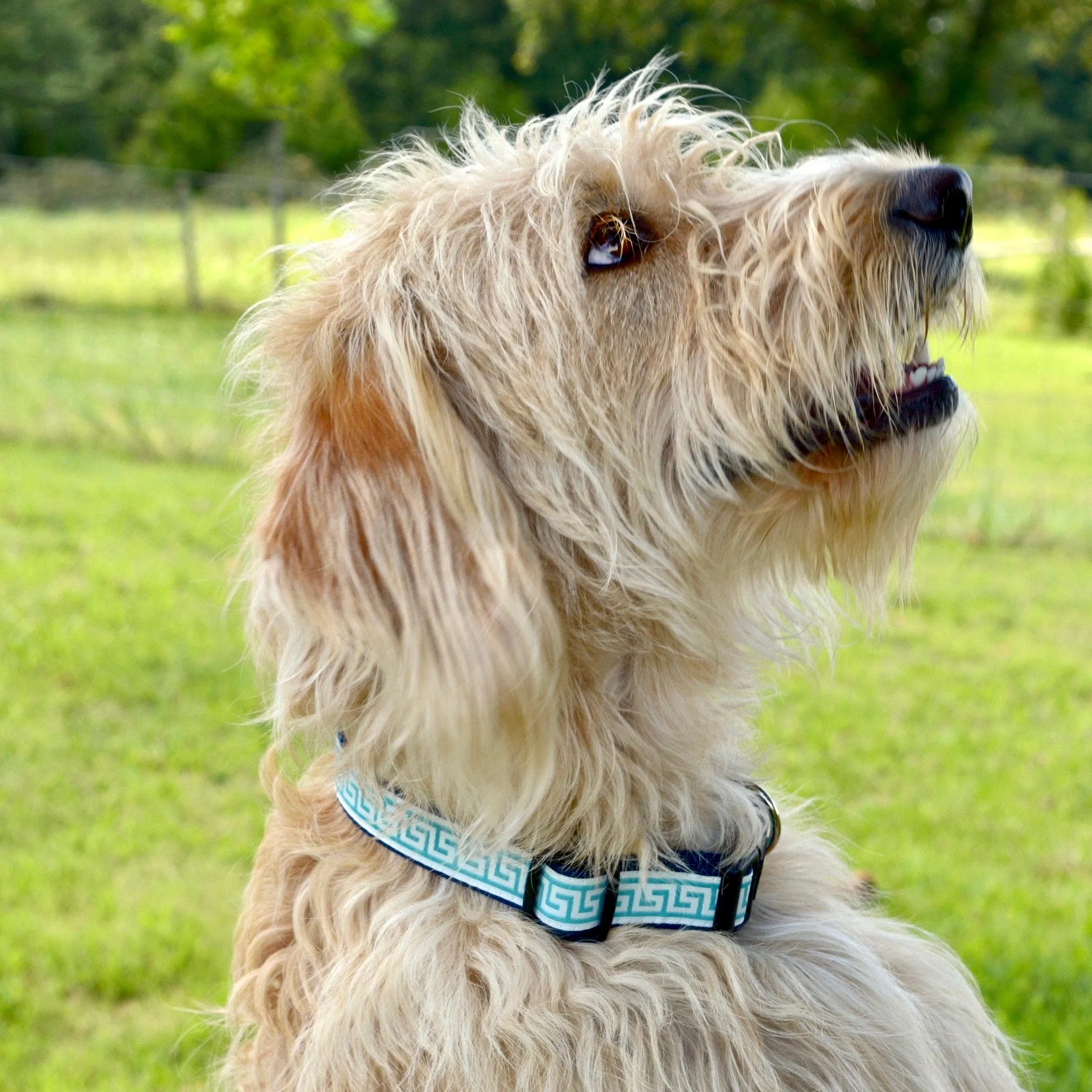 National Archives Heavy Duty Pet Collar