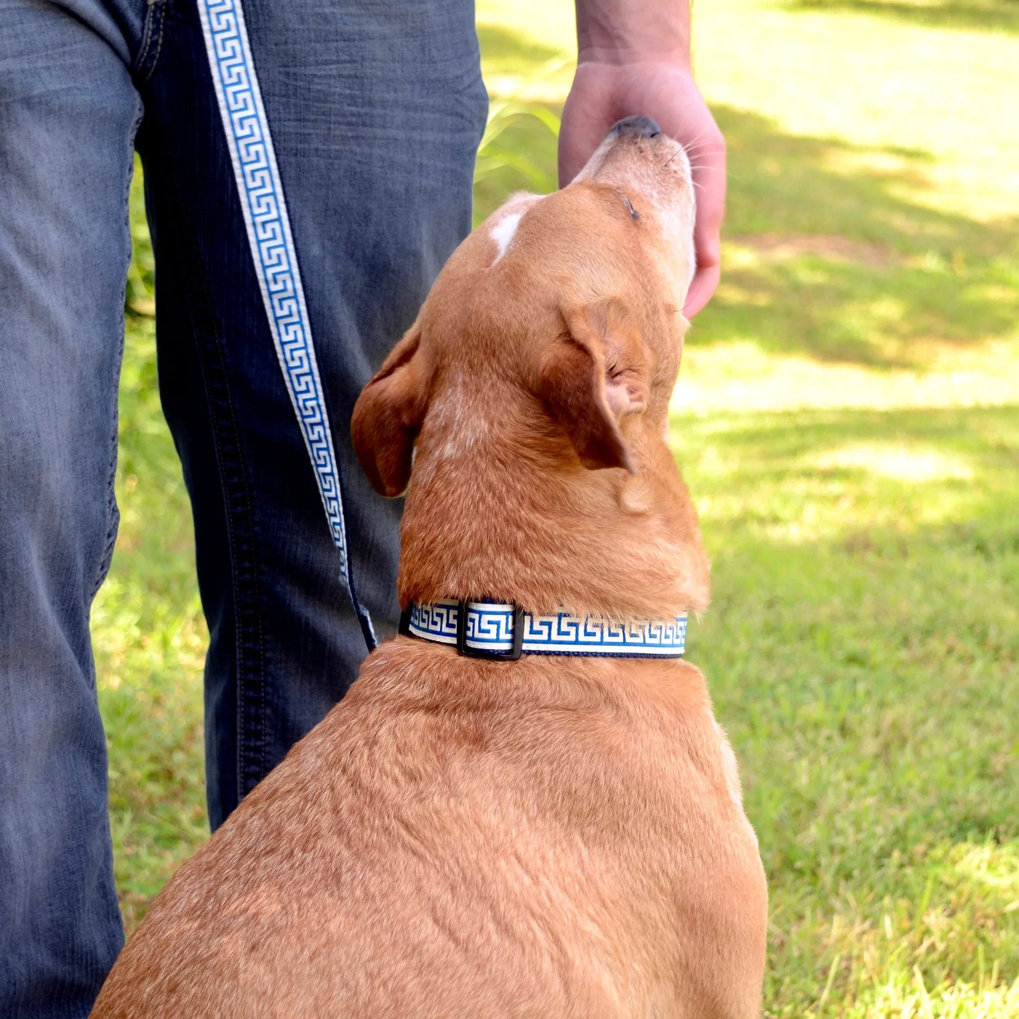 National Archives Heavy Duty Pet Collar