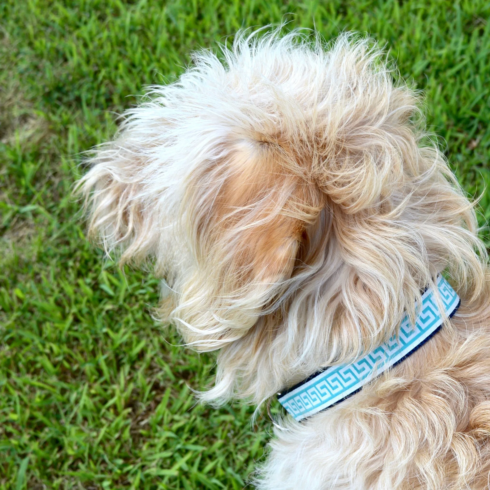 National Archives Heavy Duty Pet Collar